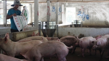 Giá heo hơi hôm nay 03/5: Ba miền lặng sóng nhờ tạo đáy thành công, giá heo kỳ vọng bứt phá mới