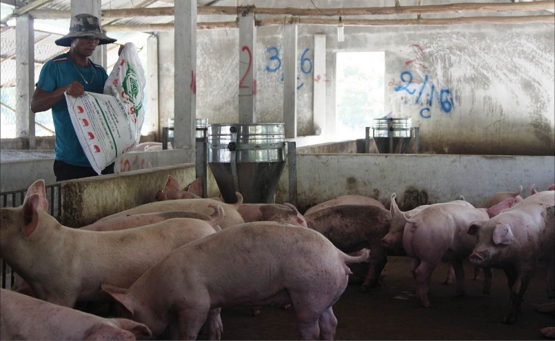 Giá heo hơi hôm nay (03/5), tiếp tục giữ vững mức giá cao nhất 54.000 đồng/kg. 