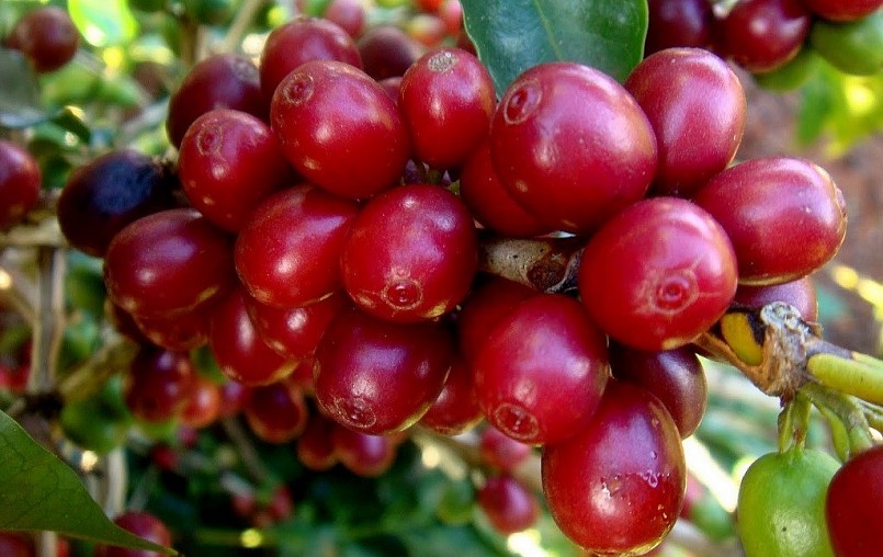 Giá nông sản hôm nay 03/5, giá cà phê trực tuyến robusta được ghi nhận tại mức 2.424 USD/tấn sau khi tăng 0,62%. Giá nông sản hôm nay 03/5, giá cà phê trực tuyến robusta được ghi nhận tại mức 2.424 USD/tấn sau khi tăng 0,62%.