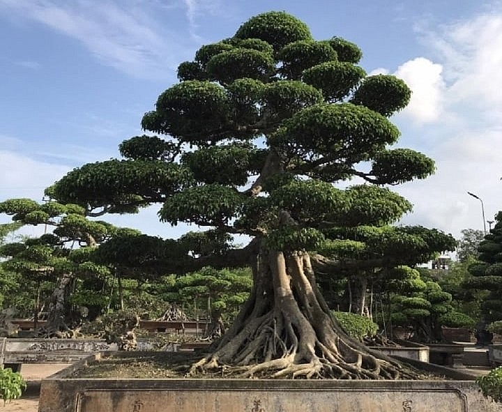 Làng nghề cây cảnh Vị Khê có truyền thống 800 năm và là nơi nổi tiếng với cây cảnh sanh Nam Điền.