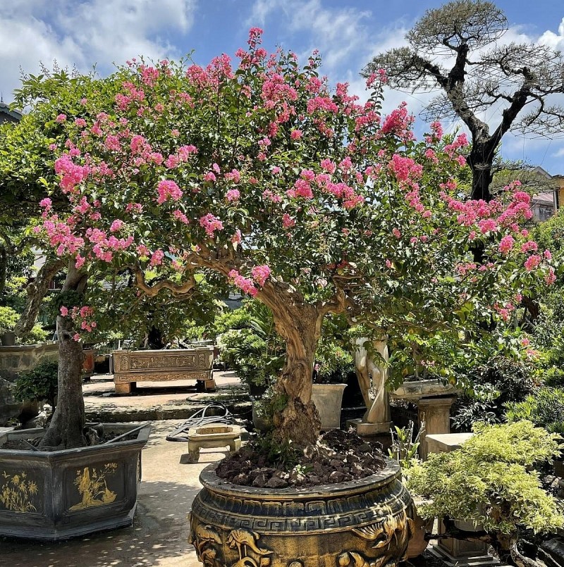 Làng nghề cây cảnh Phụng Công phát triển mạnh mẽ với mong muốn trở thành một trong những làng nghề cây cảnh lớn nhất miền Bắc.