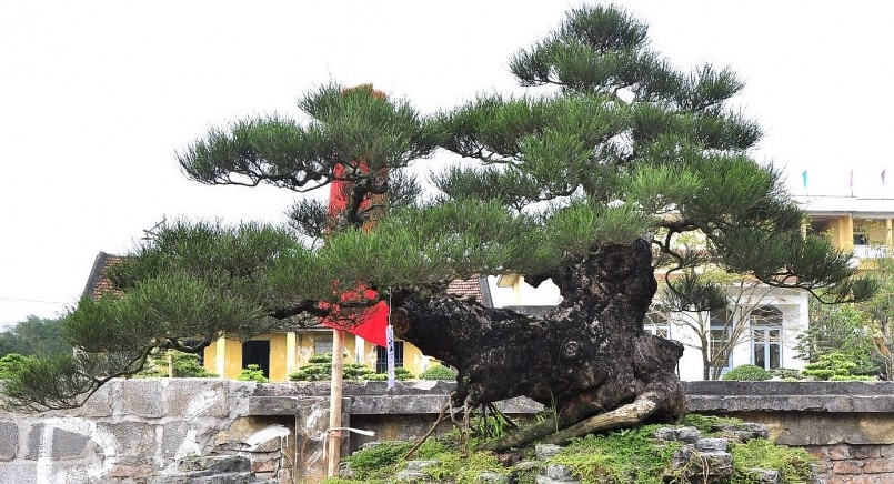 Thú chơi cây cảnh có hàng trăm năm nay và trở thành một phần của đời sống văn hóa Việt. 