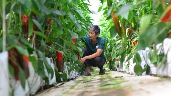 Trồng giống ớt ngọt như trái cây, bán giá 80.000 đồng/kg, nông dân Lâm Đồng thu tiền tỷ