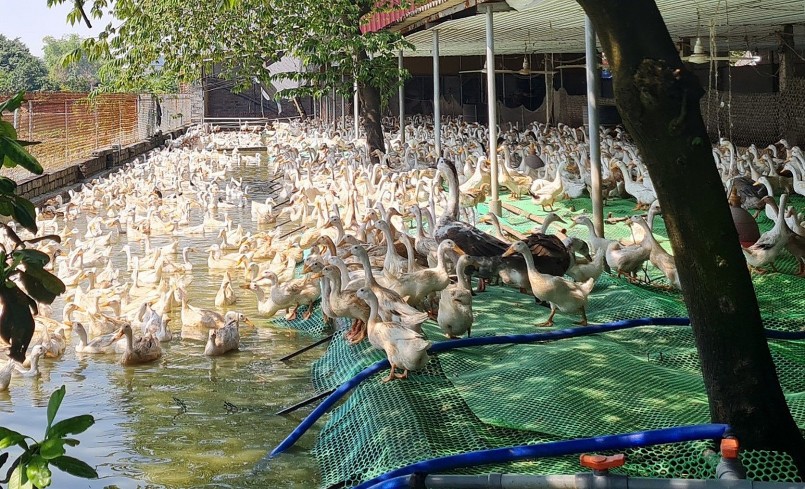 Tại trang trại của ông Mùi, chỉ riêng vịt đẻ đã lên tới 8.000 con.