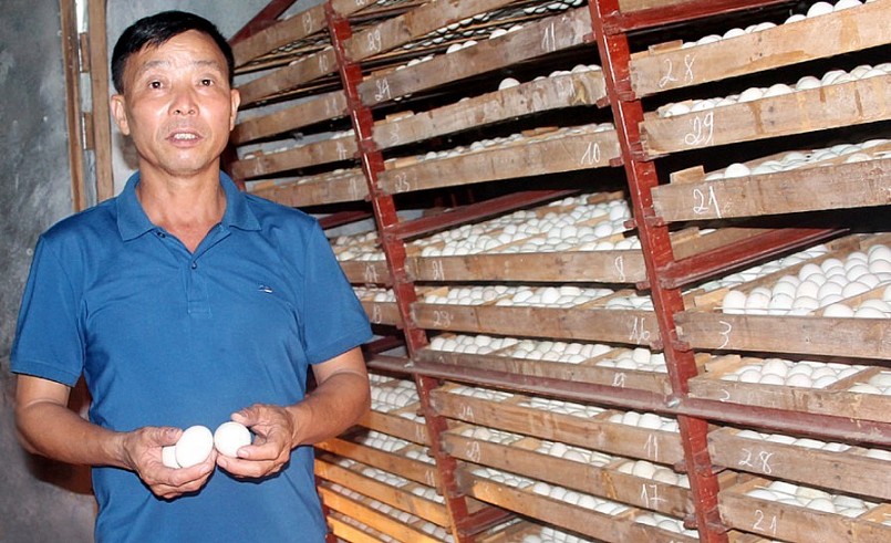 Ông Nguyễn Văn Mùi bên máy ấp trứng vịt.