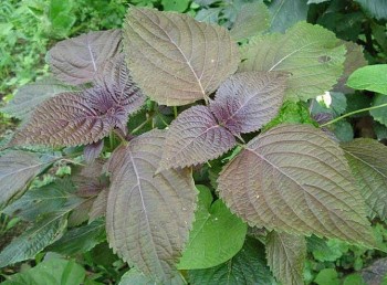 Những đại kỵ khi dùng lá tía tô để làm đẹp và chữa bệnh