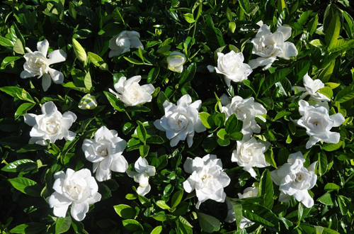 6 loại hoa vừa đẹp vừa thơm, lại có thể pha trà, làm thuốc, trồng một chậu lợi trăm đường