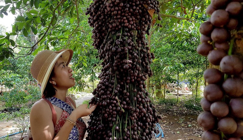 Dù chưa phải mùa trái chín nhưng dòng người đã lên cao nguyên Vân Hòa thưởng lãm.