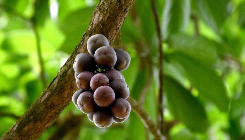 Trái đỏ mang vẻ đẹp tự nhiên và cuốn hút.