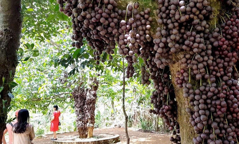 Du khách lưu giữ những hình ảnh đẹp bên chùm trái đỏ.