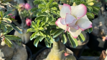 Yêu hoa sứ nên tự nhân giống và đặt tên, anh nông dân Tây Ninh khiến vạn người trầm trồ