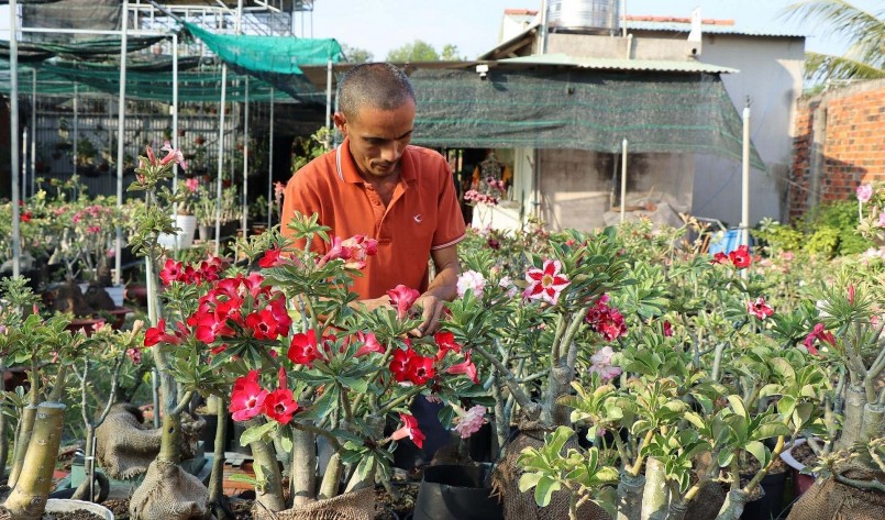 Anh Giàu chăm sóc vườn hoa sứ. Anh Giàu chăm sóc vườn hoa sứ.