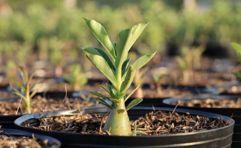 Cây hoa sứ giống sau 6 tuần gieo hạt. Cây hoa sứ giống sau 6 tuần gieo hạt.