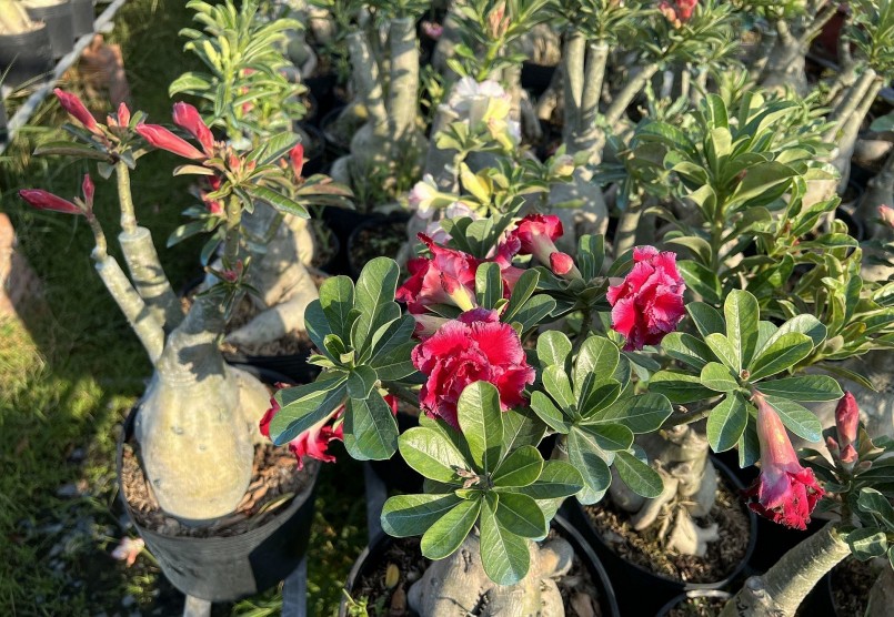 bắt đầu tìm hiểu thú vui lai tạo hoa sứ. bắt đầu tìm hiểu thú vui lai tạo hoa sứ.