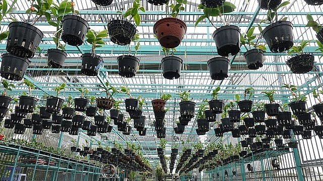 Trồng lan trên mái nhà vừa tiết kiệm diện tích, vừa giúp cây hứng được lượng nắng, gió nhiều hơn.