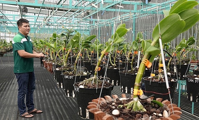 Vườn lan Dendro chớp có giá trị cao, được anh Quyền trồng hàng ngàn cây.