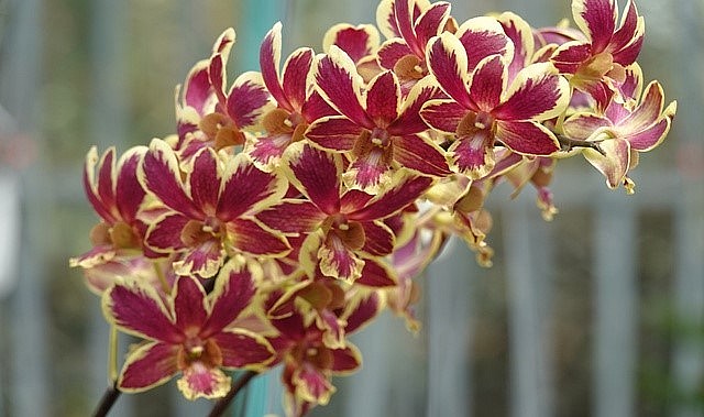 Dòng lan Dendro chớp được giới chơi lan ưa chuộng.