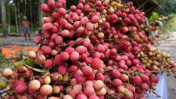 Loại quả xưa chín đỏ không ai ăn, nay thành đặc sản 80.000 đồng/kg vẫn hút khách