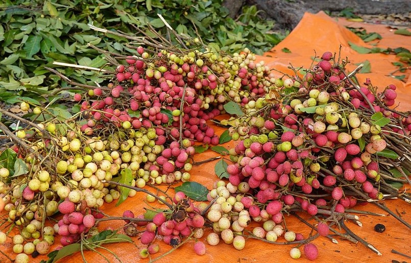 Ngoài màu đỏ thường thấy, có cây vải sẽ ra trái màu trắng, khi chín lớp vỏ chỉ ngả sang màu hồng nhạt