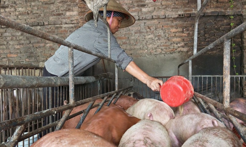 Giá heo hơi hôm nay (04/5) vẫn duy trì ở mức thấp khiến người nuôi heo thua lỗ nặng.