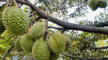 Sầu riêng lao dốc khó giữ mốc 50.000 đồng/kg, Cục Trồng trọt tiếp tục cảnh báo