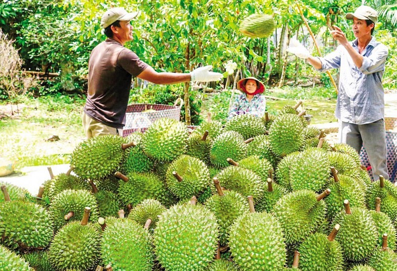 sản lượng xuất khẩu sầu riêng chính ngạch sang Trung Quốc mới chỉ chiếm khoảng từ 15 - 20% sản lượng sầu riêng ở Việt Nam