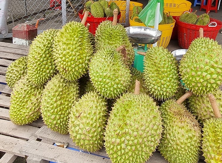 giá sầu riêng Ri6 bán tại vườn ở TP Cần Thơ, Vĩnh Long... từ 49.000-55.000 đồng/kg.