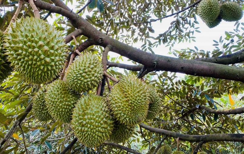 Giá sầu riêng giảm sâu trong thời điểm thu hoạch rộ khiến nhà vườn ở ĐBSCL lo lắng.