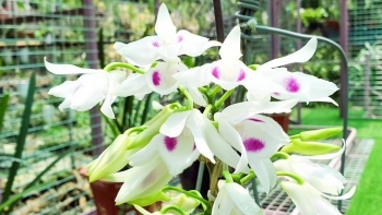 Lan đột biến tiền tỷ qua thời vàng son nay để phơi sương giá vài trăm nghìn mỗi chậu