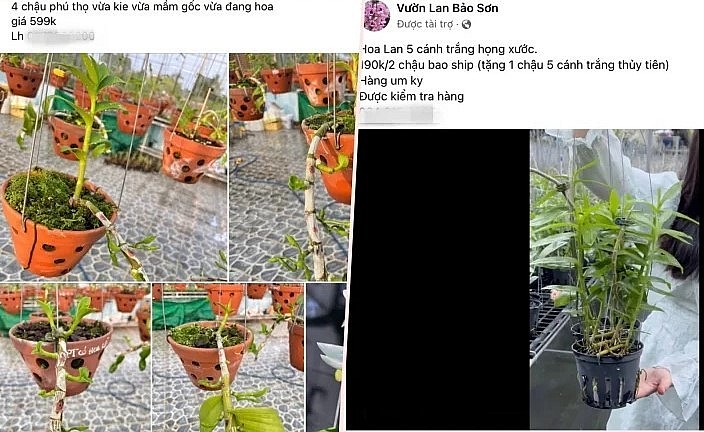 Hoa lan được rao bán trên các hội nhóm tuy không ồn ào nhưng cho thấy  thị trường hoa lan đang ấm dần.