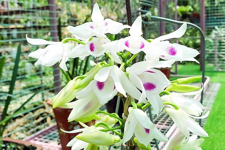 Lan đột biến 5 cánh trắng Phú Thọ và một số loại 5 cánh trắng khác có thời điểm giảm giá chỉ còn 50.000 - 200.000 đồng/cm.