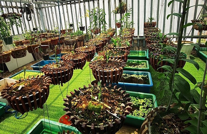 Trồng lan vẫn là lĩnh vực đem lại lợi nhuận cao hơn rất nhiều những cây trồng khác.