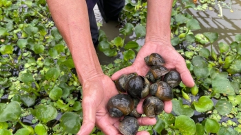 Lão nông xứ chè nuôi ốc nhồi trên ruộng lúa cho ăn bèo thôi mà bán 