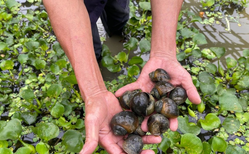 Trên ruộng lúa trũng thấp ông Dào nuôi ốc nhồi thu lợi nhuận 200 triệu đồng/năm.