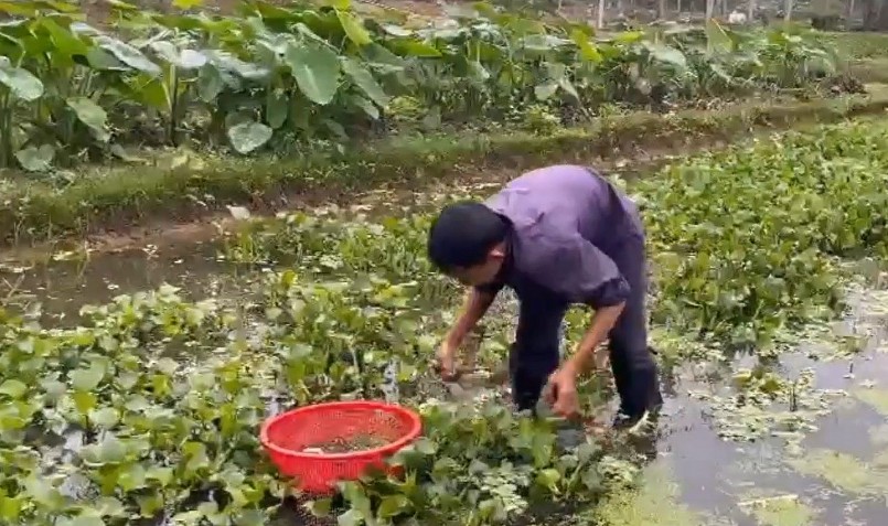 Sau khi bắt tay vào nuôi lượt mới và nhận thấy có hiệu quả nên ông Dào dần dần nhân rộng ra toàn bộ diện tích đất ruộng. 