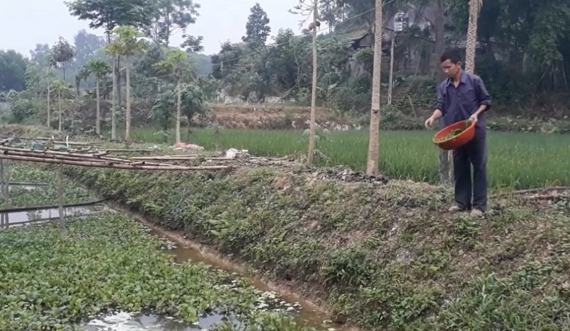 Thức ăn của ốc có sẵn trong tự nhiên như bèo tấm, lá cây, các phế phẩm nông nghiệp như rau, củ, quả thả trên mặt nước.