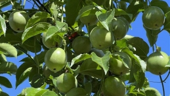 Thu lãi tiền tỷ từ trồng chanh dây hữu cơ cho chất lượng cao để xuất khẩu châu Âu