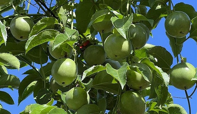 Tỉnh Gia Lai hiện có khoảng 4.500 ha chanh dây, với năng suất bình quân 40 tấn/ha. 