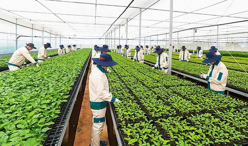 Vườn ươm giống chanh dây của Công ty cổ phần Quốc tế Thông Đỏ.