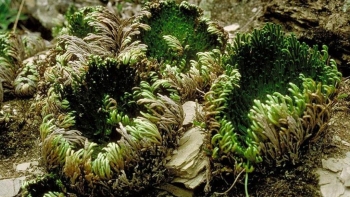 Tác dụng hữu ích của cây trường sinh thảo