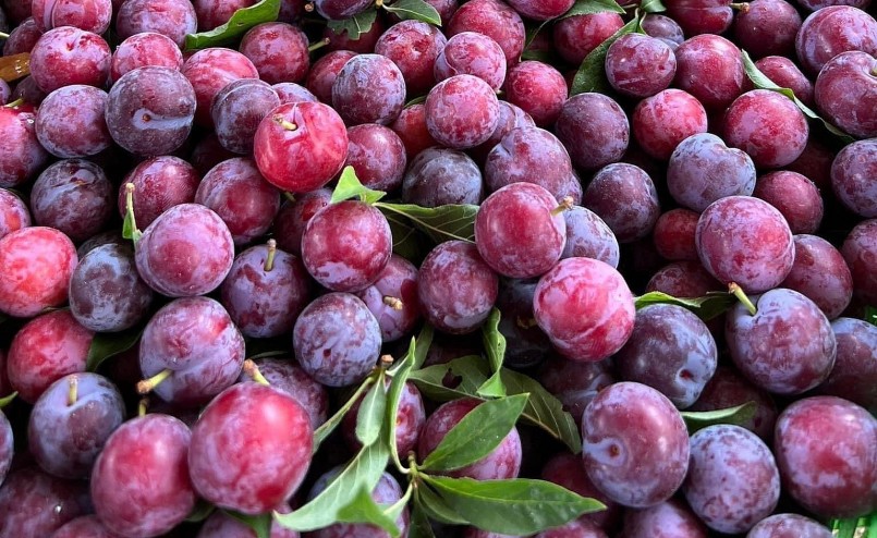 Mận cherry được rao bán tràn ngập