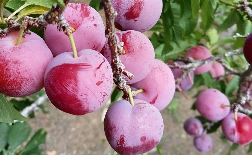 Loại mận đặc sản này được ví là