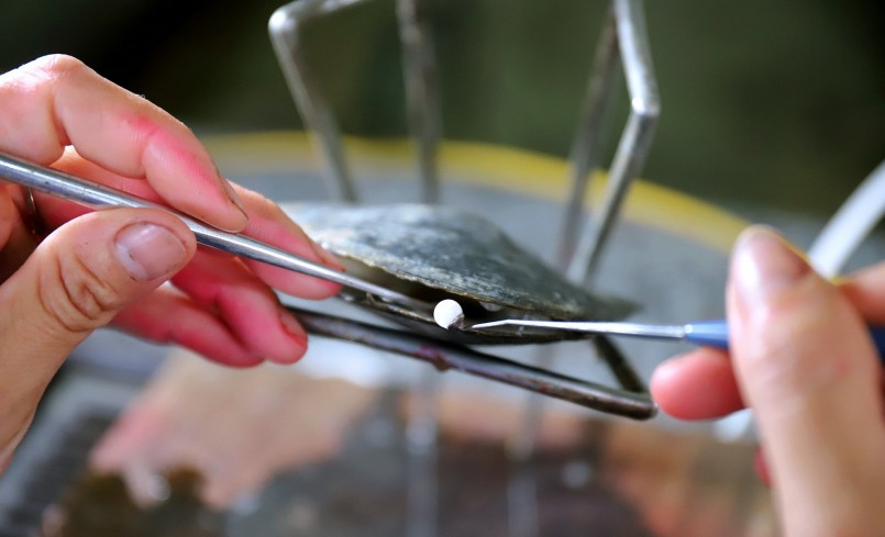 Con trai sống được đặt lên giá sắt, mở miệng hơn một cm để kỹ thuật viên đưa viên ngọc trai nhân tạo cùng mô tế bào cấy ghép vào bên trong.