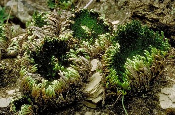 Tác dụng hữu ích của cây trường sinh thảo