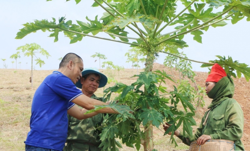Ông Nguyễn Trọng Dương hướng dẫn các hộ dân bản Mường Kham, xã Mường Chùm thu hái hoa đu đủ