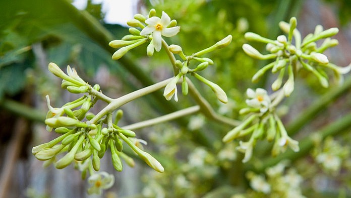 Hoa đu đủ đực