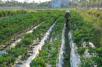 Thanh Hóa giảm thiểu chất thải nhựa trong sản xuất nông nghiệp