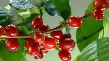 Giá nông sản hôm nay 05/5: Cà phê chao đảo giảm đồng loạt, hồ tiêu vượt ngưỡng 70.000 đồng/kg