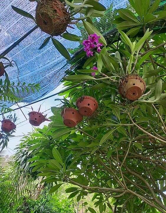 Không chỉ có hoa đào, trang trại giờ đã có đủ các loại hoa.