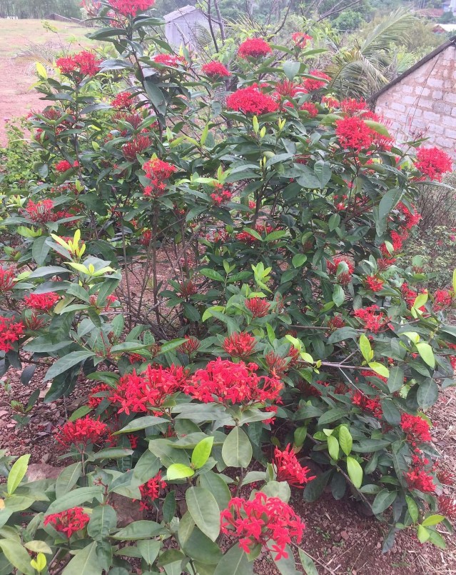 Anh Hoa với biệt tài cho hoa nở theo ý muốn.